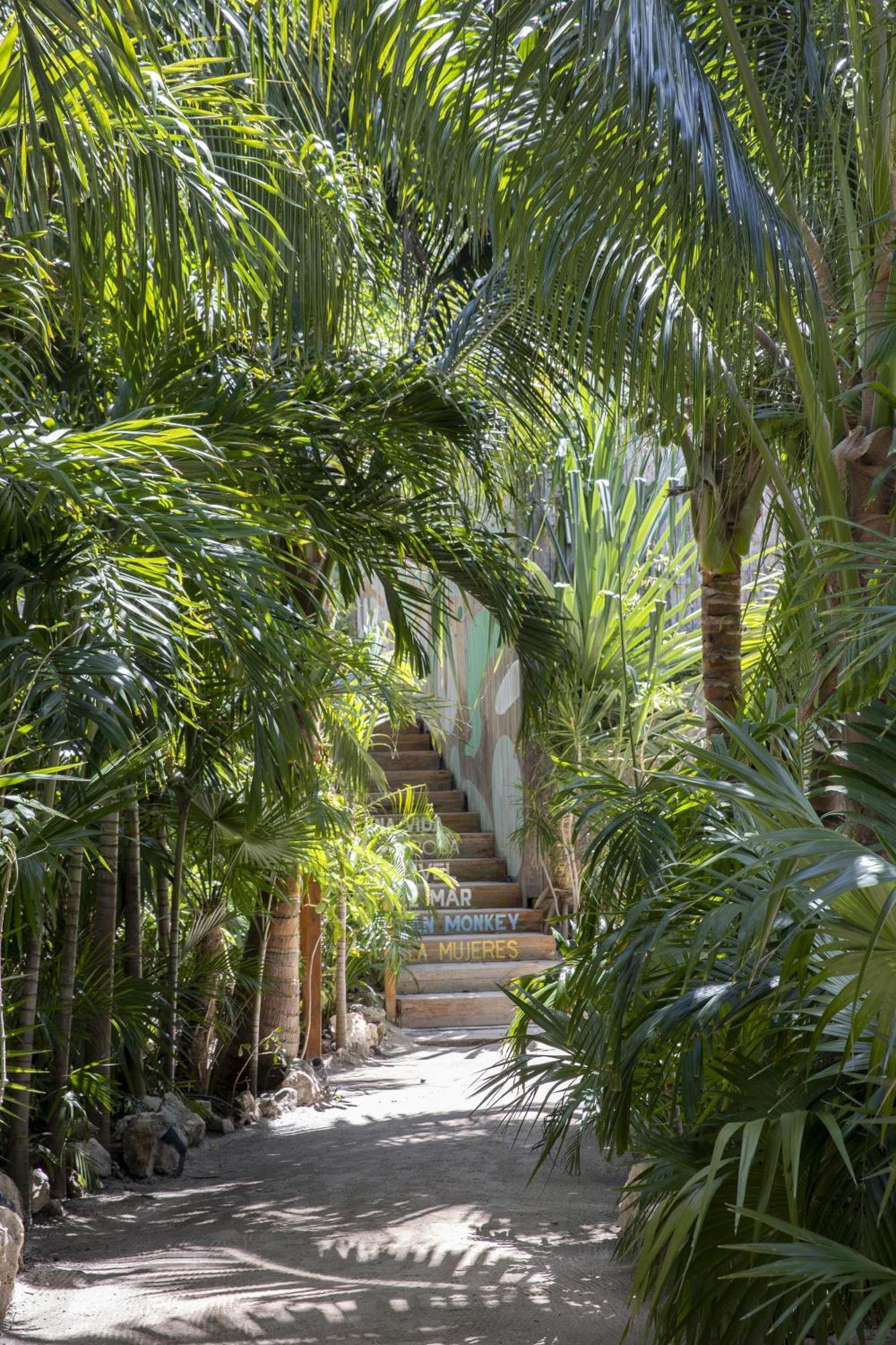 Mayan Monkey - Social (adults Only)
